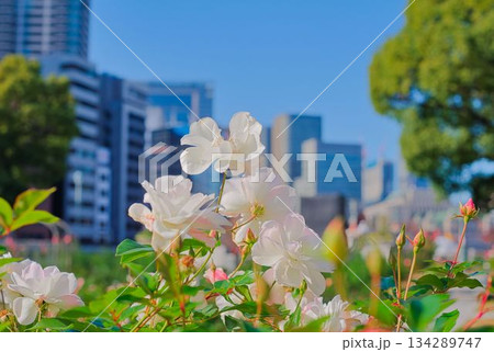 心和む都会のオアシス 心和む都会のオアシス 134289747