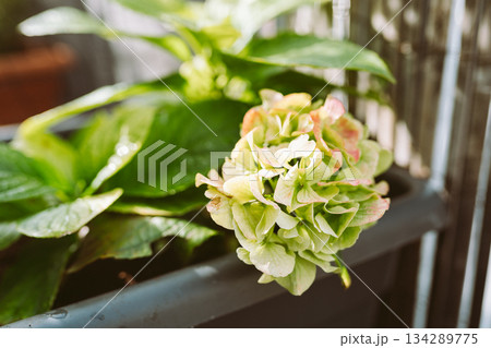 garden hydrangea with flower stalk garden hydrangea with flower stalk 134289775
