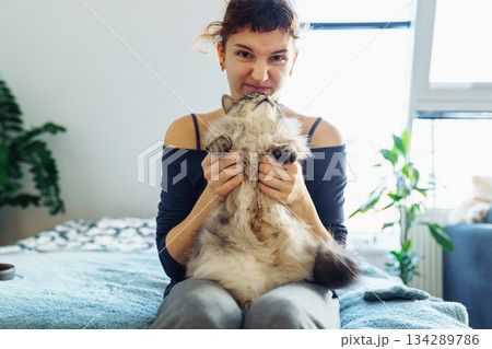 woman's hands hugging and scratching a fluffy gray cat 134289786