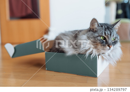 gray fluffy domestic cat in a cardboard box 134289797