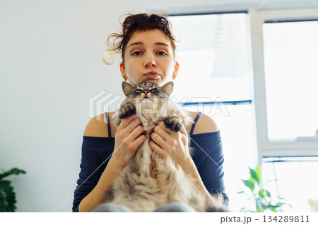 woman's hands hugging and scratching a fluffy gray cat 134289811