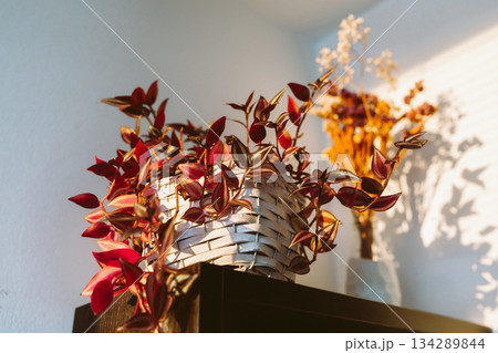 Tradescantia with red leaves sun rays 134289844