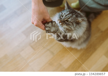 Training pet cat for treats 134289857