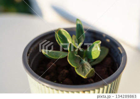 sprout in flowerpot Crassula plant sprout in flowerpot Crassula plant 134289863