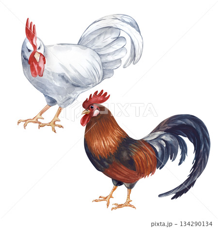 Two standing roosters, white and multicolored, isolated watercolor illustration. Poultry yard bird clip art in natural colors. Realistic rooster for the design of eco-friendly products and farm themes 134290134