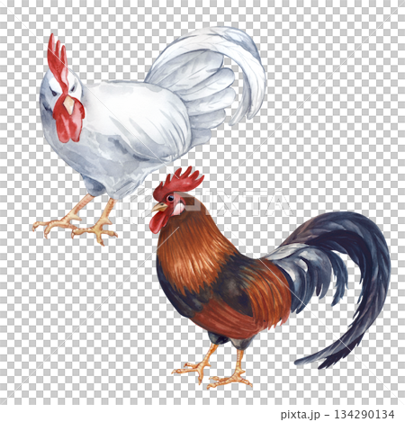 Two standing roosters, white and multicolored, isolated watercolor illustration. Poultry yard bird clip art in natural colors. Realistic rooster for the design of eco-friendly products and farm themes 134290134