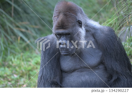 俺にもゴリラ仲間に言えないことの一つや二つあるんだ、と俯くゴリラ 134290227