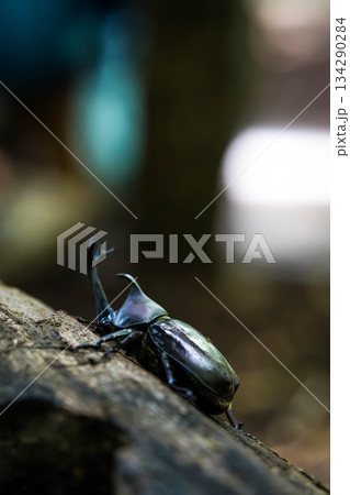 カブトムシ (05) カブトムシ (05) 134290284