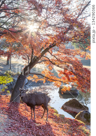 紅葉奈良 134290366