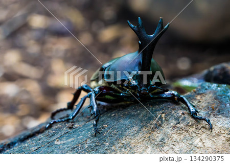 カブトムシ (12) 134290375