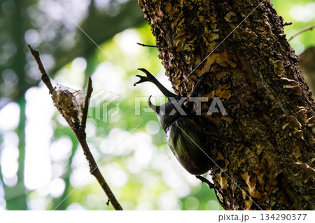 カブトムシ (14) 134290377