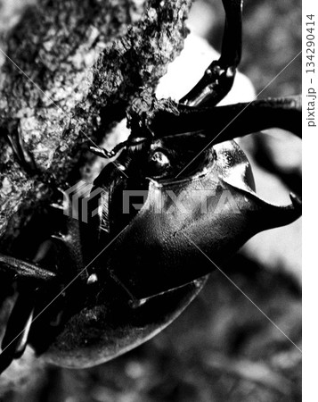 カブトムシ (22) 134290414