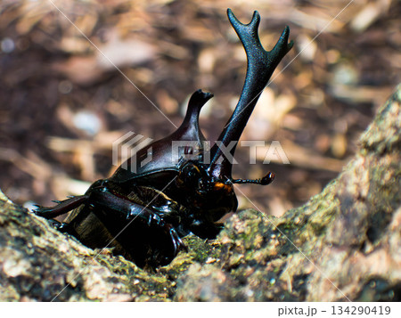 カブトムシ (26) 134290419