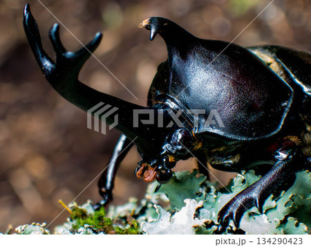 カブトムシ (30) カブトムシ (30) 134290423