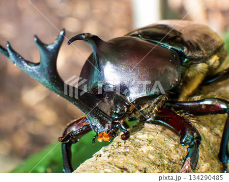 カブトムシ (32) カブトムシ (32) 134290485