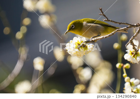 メジロ (118) 134290840