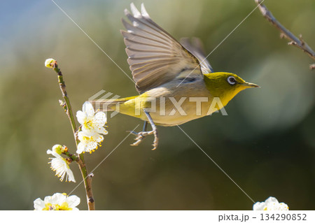 メジロ (107) メジロ (107) 134290852