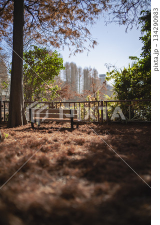 紅葉が美しい公園の風景　さいたま市別所沼公園　12月 134290983