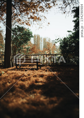 紅葉が美しい公園の風景　さいたま市別所沼公園　12月 134290984