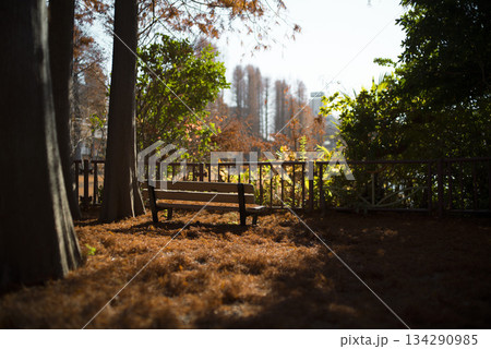 紅葉が美しい公園の風景 さいたま市別所沼公園 12月 紅葉が美しい公園の風景 さいたま市別所沼公園 12月 134290985