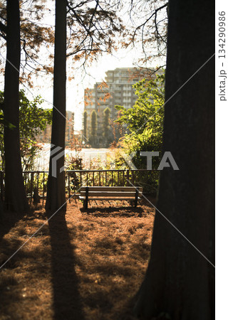 紅葉が美しい公園の風景 さいたま市別所沼公園 12月 紅葉が美しい公園の風景 さいたま市別所沼公園 12月 134290986