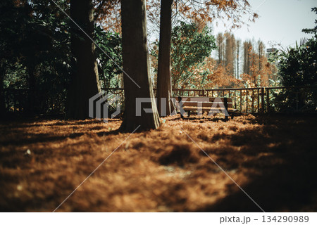 紅葉が美しい公園の風景　さいたま市別所沼公園　12月 134290989
