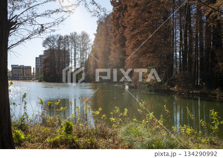 紅葉が美しい公園の風景　さいたま市別所沼公園　12月 134290992