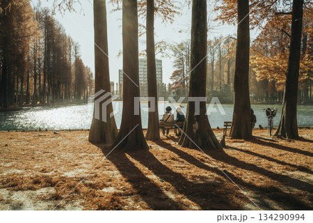 紅葉が美しい公園の風景 さいたま市別所沼公園 12月 紅葉が美しい公園の風景 さいたま市別所沼公園 12月 134290994