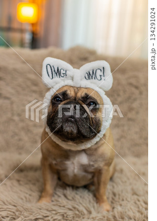 Cute pug dog with soft headband blinking sleepily on sofa, cozy calm, peaceful sleepy pet portrait Cute pug dog with soft headband blinking sleepily on sofa, cozy calm, peaceful sleepy pet portrait 134291024
