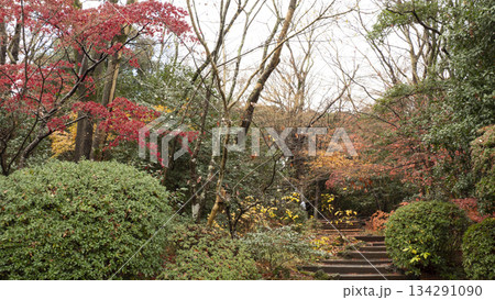 楽寿園の紅葉 134291090