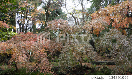 楽寿園の紅葉 134291095