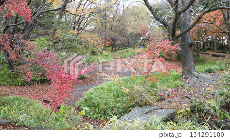 楽寿園の紅葉 134291100
