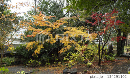 楽寿園の紅葉 134291102
