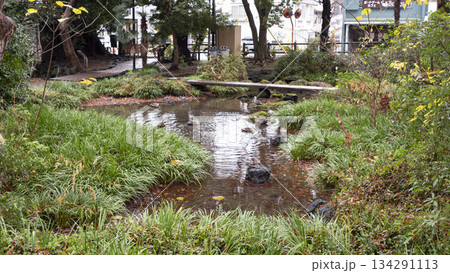 楽寿園の紅葉 134291113