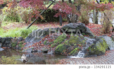 楽寿園の紅葉 楽寿園の紅葉 134291115