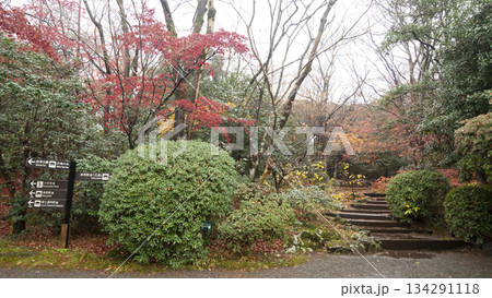 楽寿園の紅葉 楽寿園の紅葉 134291118