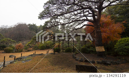 楽寿園の紅葉 楽寿園の紅葉 134291119