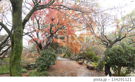 楽寿園の紅葉 134291121