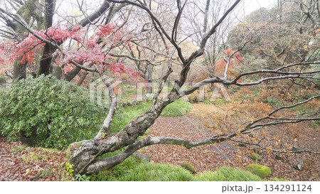 楽寿園の紅葉 楽寿園の紅葉 134291124