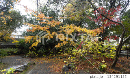 楽寿園の紅葉 楽寿園の紅葉 134291125