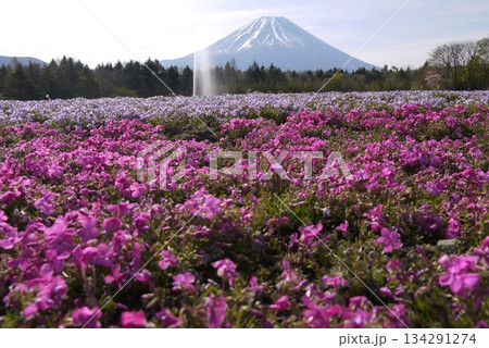 富士芝桜まつりの風景 富士芝桜まつりの風景 134291274