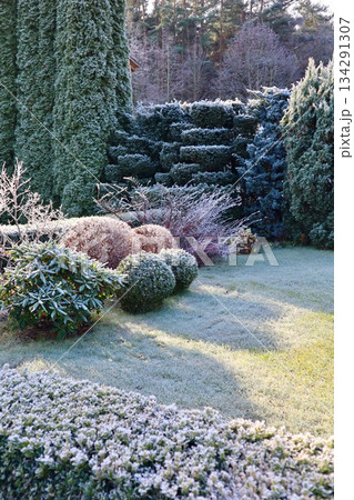 Garden landscape covered in hoarfrost during winter season, revealing intricate plant designs and natural beauty 134291307