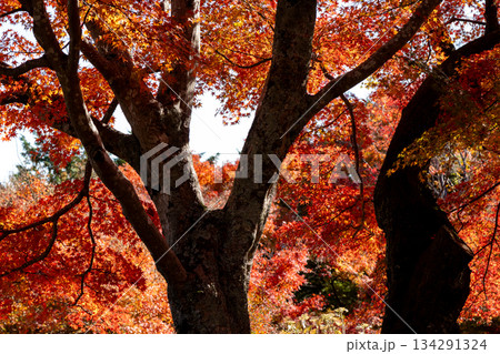 紅葉する秋のイメージ 紅葉する秋のイメージ 134291324