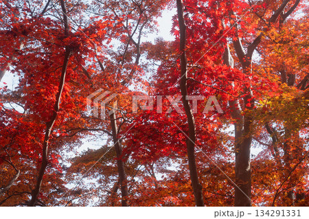 紅葉する秋のイメージ 紅葉する秋のイメージ 134291331