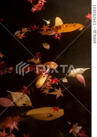 秋の終わり、水面に落ちた紅葉 134291631