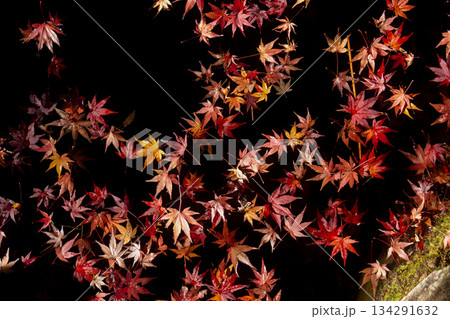 秋の終わり、水面に落ちた紅葉 134291632