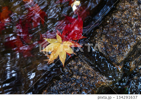 秋の終わり、水面に落ちた紅葉 秋の終わり、水面に落ちた紅葉 134291637