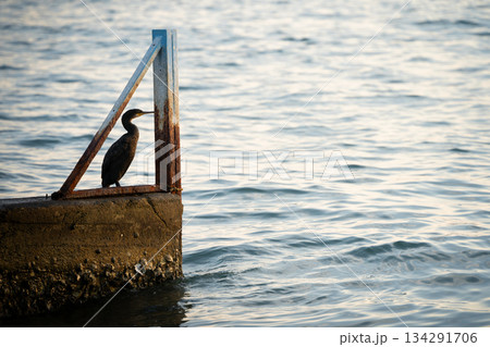 Seabird standing on the end of jetty with sea around during sunset, Portoroz, Slovenia Seabird standing on the end of jetty with sea around during sunset, Portoroz, Slovenia 134291706