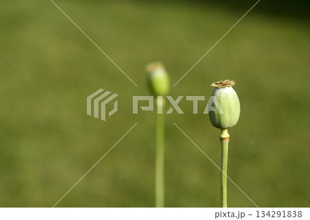 Unopened poppy bud in focus. Isolated on a grassy background 134291838