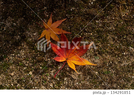 地面に落ちた紅葉のモミジ 134291851